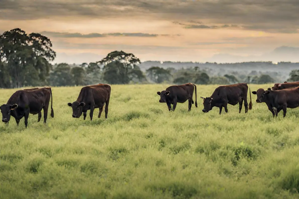 Wagyu cattle grazing on a sustainable farm.